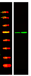PRC1 (Phospho-Thr470) Antibody