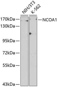 NCOA1 antibody[38196]