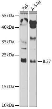 IL37 Rabbit Polyclonal Antibod