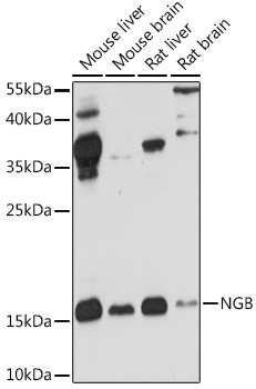 NGB antibody[38950]