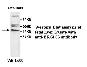 ERGIC3 Antibody[39500]