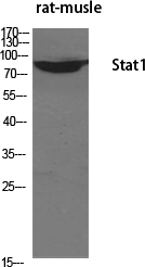 Stat1 Polyclonal Antibody[4146