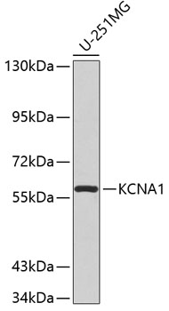 KCNA1 antibody[38529]