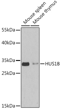 HUS1B Rabbit Polyclonal Antibo