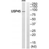 USP45 Antibody[35125]