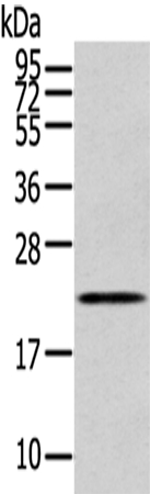 RAB17 Antibody[43393]