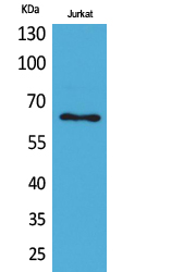 Keratin-pan Polyclonal Antibod