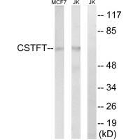 CSTF2T Antibody[34599]