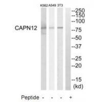 CAPN12 Antibody[34520]