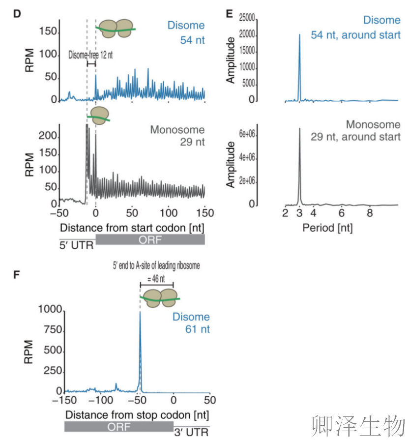 【Disome-seq-经典研究】 |核糖体