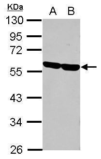 CD2 Antibody[35381]
