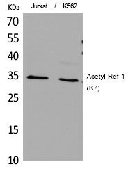 Ref-1 (Acetyl-Lys7) Polyclonal