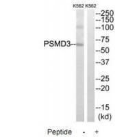 PSMD3 Antibody[34308]