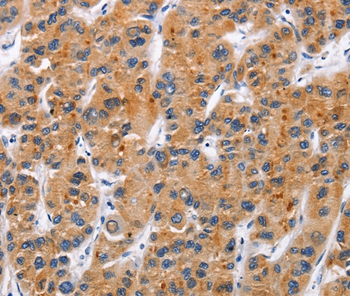 TNFRSF9 Antibody[36319]