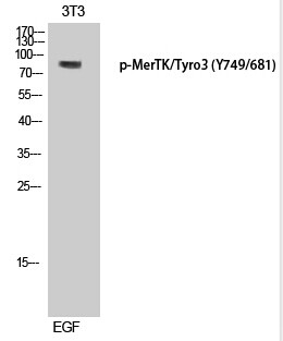 MerTK/Tyro3 (Phospho-Tyr749/68