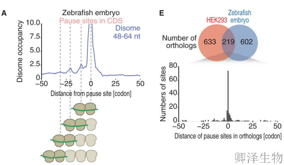 【Disome-seq-经典研究】 |核糖体