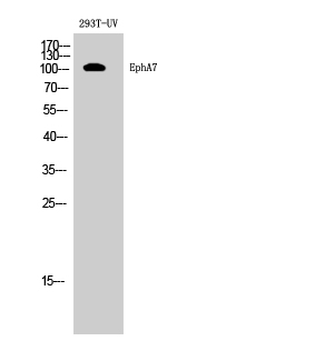 EphA7 Polyclonal Antibody[4088