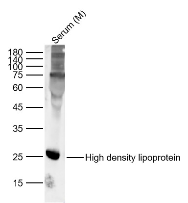High density lipoprotein Antib