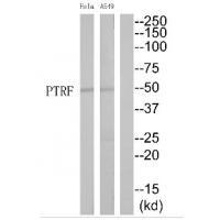 PTRF Antibody[35182]