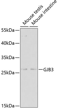 GJB3 antibody[38505]
