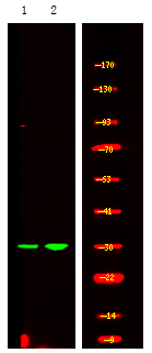PDX1 (Phospho-Ser61) Antibody[