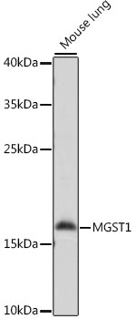MGST1 Rabbit Polyclonal Antibo
