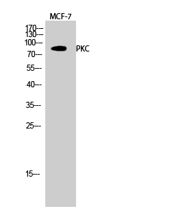 PKC Polyclonal Antibody[41347]