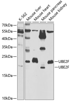UBE2F Rabbit Polyclonal Antibo