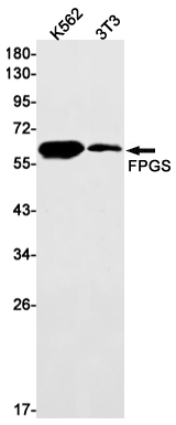 FPGS Rabbit mAb[52291]