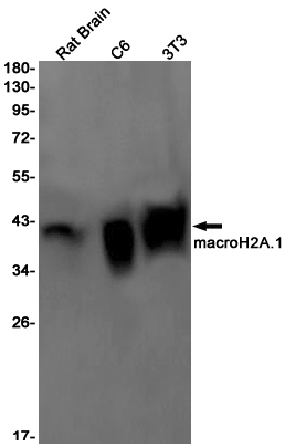 Macro H2A.1 Rabbit mAb[52403]