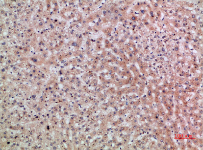 ERLIN1/2 Polyclonal Antibody[4