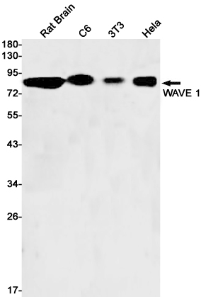 WAVE 1 Rabbit mAb[52651]