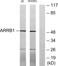 Arrestin-β-1 Polyclonal Antibo