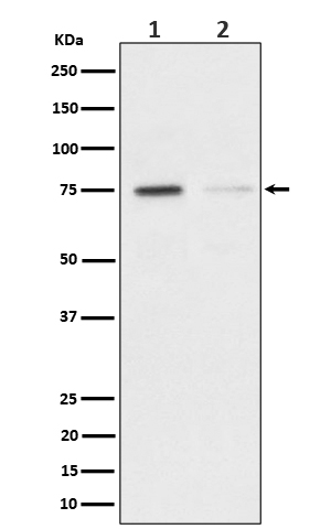 TAK1(Phospho-Ser439) Rabbit mA