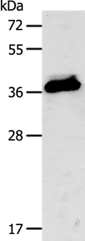 CXCR3 Antibody[35701]