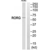 RORG Antibody[33794]