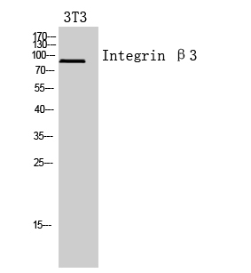 Integrin β3 Polyclonal Antibod