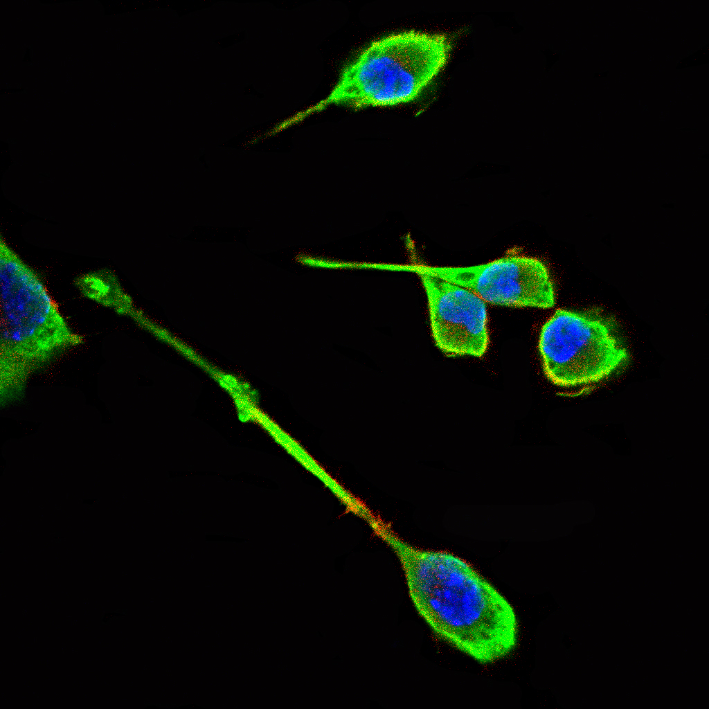 DCX Mouse mAb[63535]