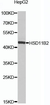 HSD11B2 Rabbit Polyclonal Anti