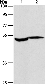 MAPKAPK2 Antibody[37715]