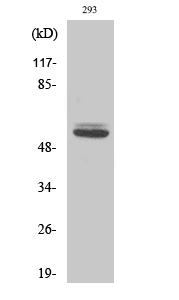 Cytokeratin 8 Polyclonal Antib