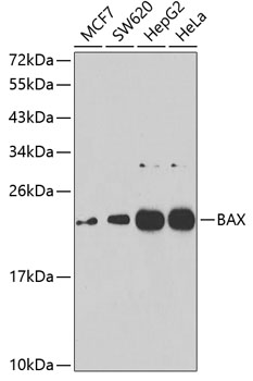 BAX Rabbit Polyclonal Antibody