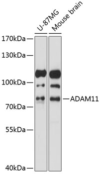 ADAM11 Rabbit Polyclonal Antib