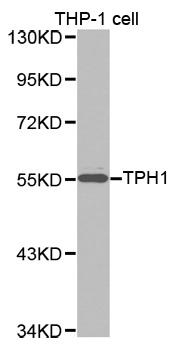 TPH1 antibody[38257]