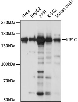 KIF1C Rabbit Polyclonal Antibo