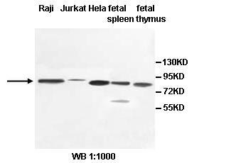 PCIF1 Antibody[39532]