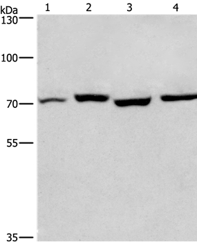 ARNTL Antibody[36287]