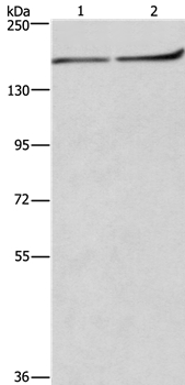 HDLBP Antibody[37615]