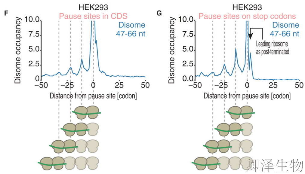 【Disome-seq-经典研究】 |核糖体