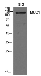 Mucin 1 Polyclonal Antibody[41